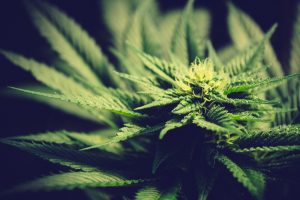 Mercado cannabis: falta muito pra ciência desbancar o estigma?