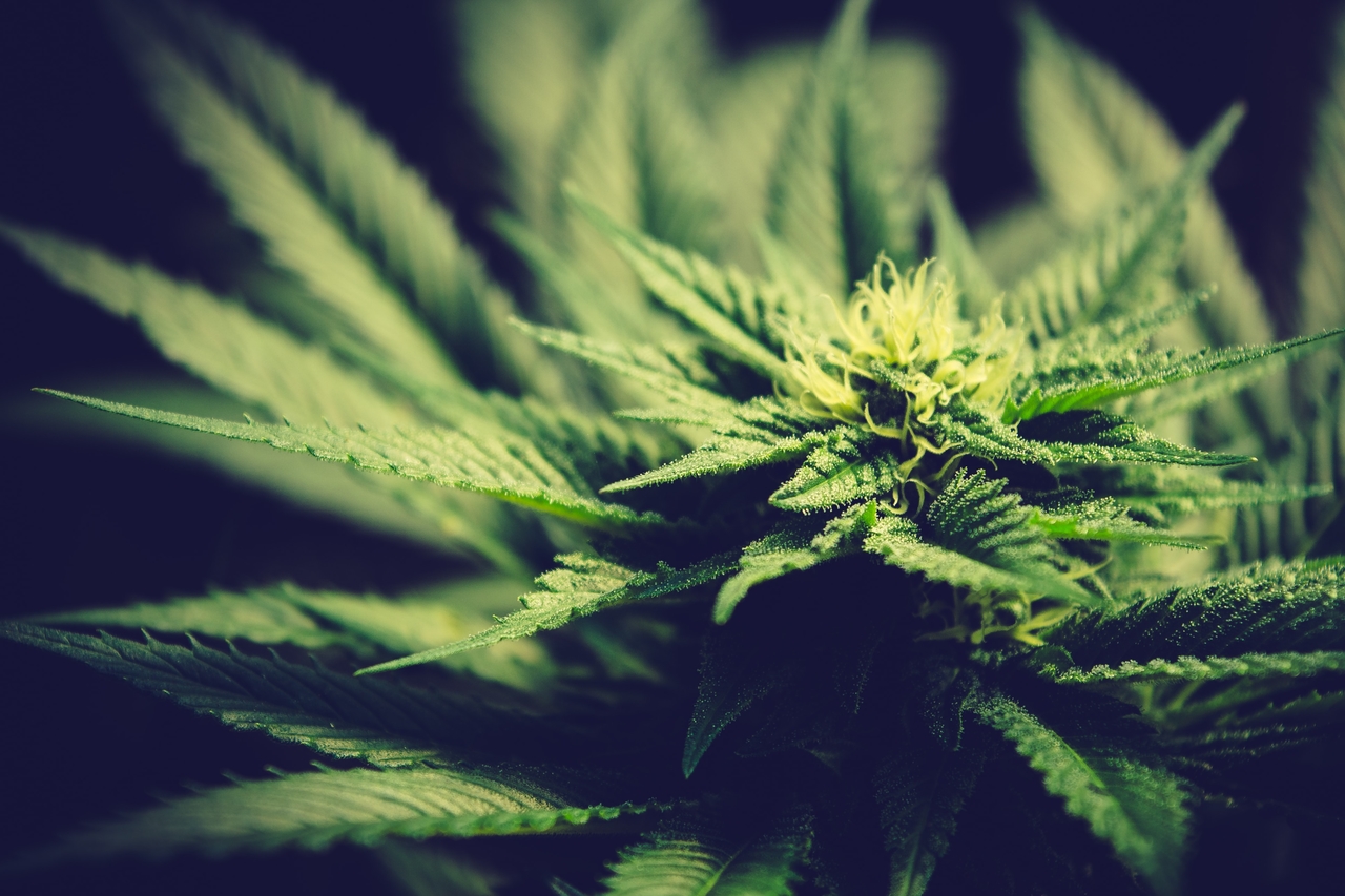 Mercado cannabis: falta muito pra ciência desbancar o estigma?