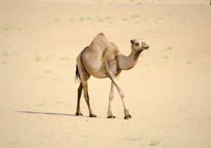 Layoff nas startups: da era dos unicórnios à era dos camelos